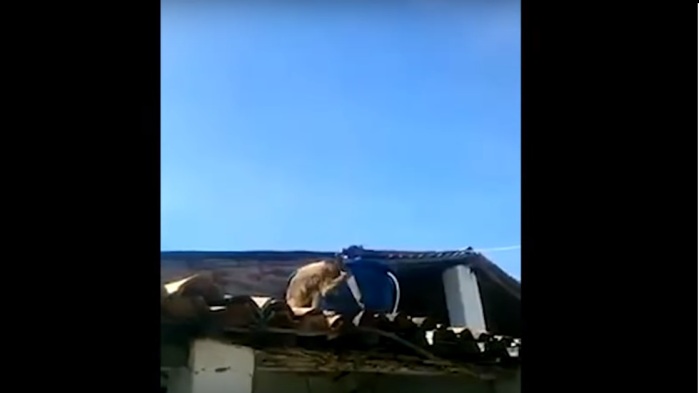 'El mono ebrio y con cuchillo': el video que se volvió viral en redes sociales