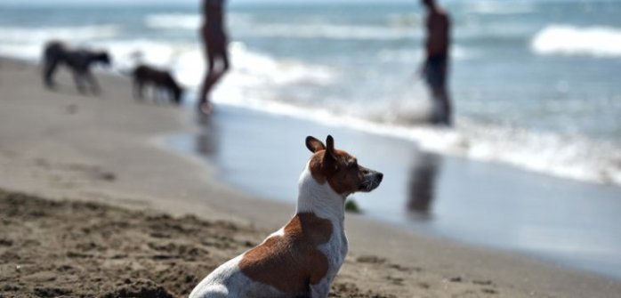 Veraneantes arriesgan severas multas por llevar animales a la playa
