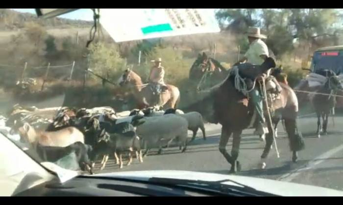 Impactante registro muestra atropello de bus a cabras y arriero en Chañaral