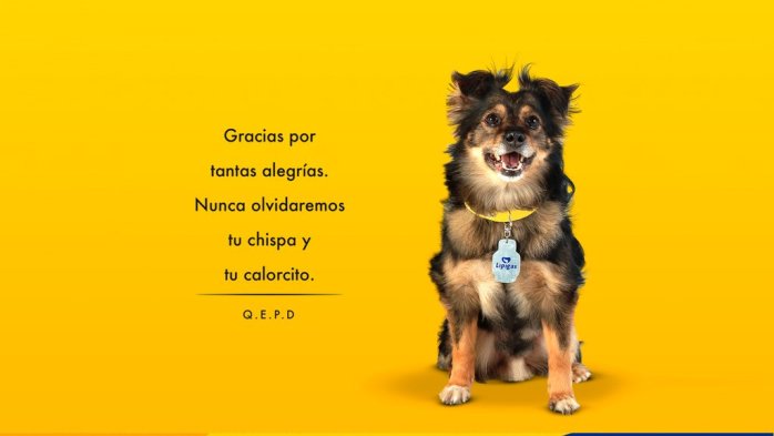 Pesar en redes sociales por la muerte de Spike: el querido perrito de Lipigas