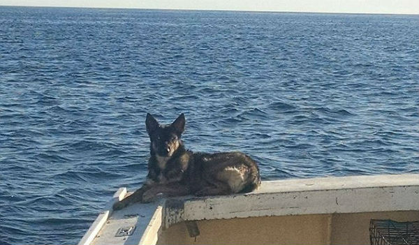 Hallan en una isla solitaria de EEUU a perra perdida un mes en el mar
