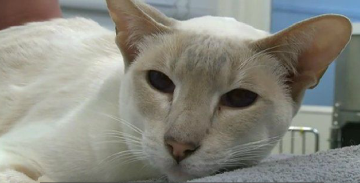 Le quedan seis vidas: Gata viajó ocho días dentro de una encomienda y sobrevivió