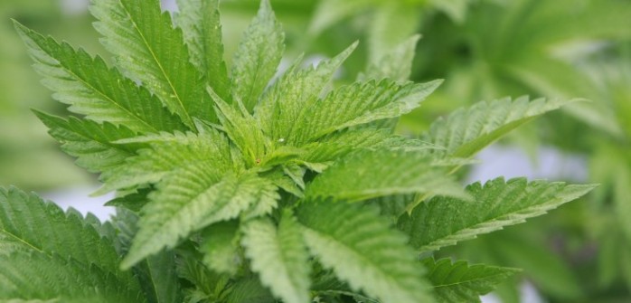 Abren en Santiago una nueva consulta médica para pacientes que consumen marihuana