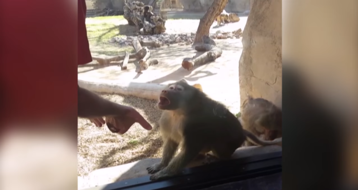 ¿Dónde está? Inesperada reacción de un mono frente a truco de magia causa furor en la web