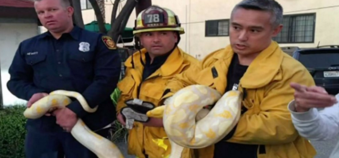Molesto cliente suelta una serpiente gigante en un restaurante