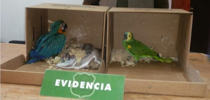 Loro habla más de la cuenta y delata a camionero que contrabandeaba aves exóticas