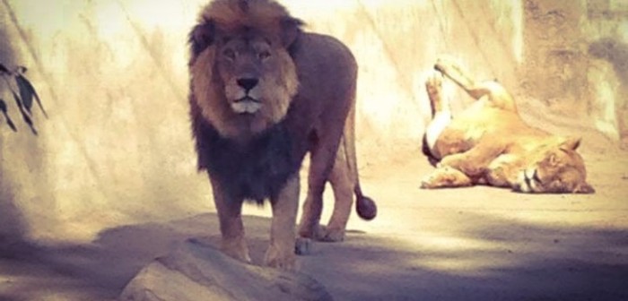 El profundo análisis de expertos a carta hecha por joven atacado por leones