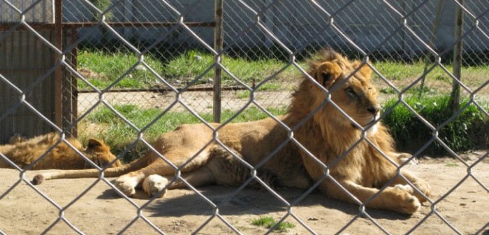Matan a dos leones del zoológico de Santiago para rescatar a hombre que entró a su jaula