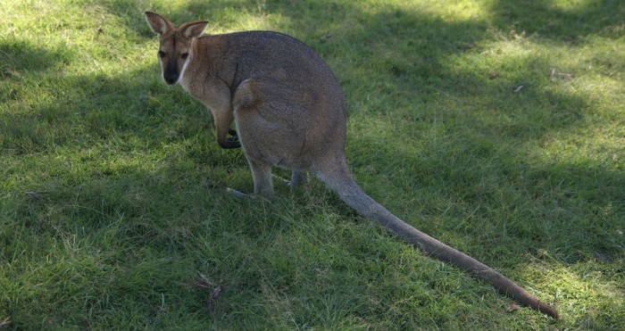 Nada es tan tierno como parece: Canguro rompe implantes mamarios de ciclista en Australia
