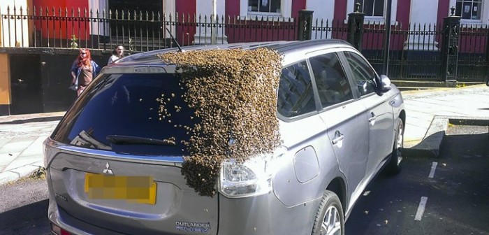 La particular razón por la que estas abejas se quedaron pegadas a un auto por dos días