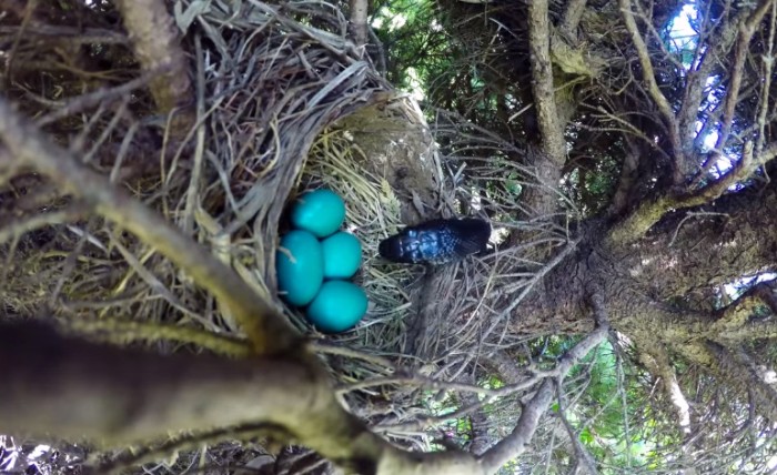 Serpiente devorando huevos de descuidada ave se convierte en viral