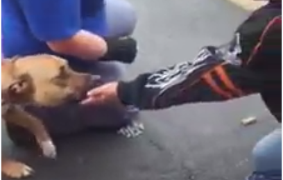 Enternecedor: Hombre se reencuentra con su perro tras dos años sin verlo