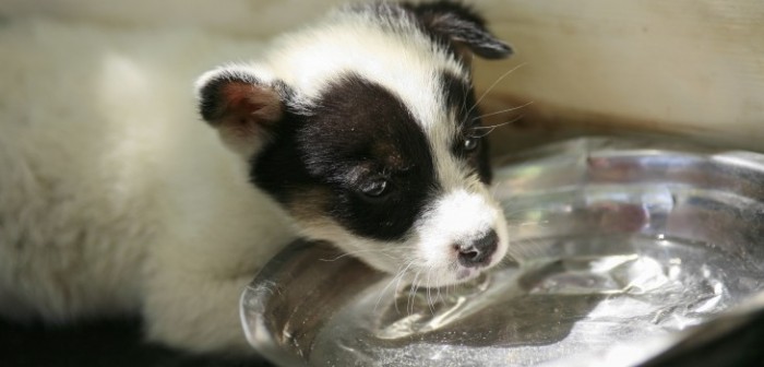 Detienen a sujeto que dejó con lesiones graves a cachorro en Arica: can estaba desnutrido