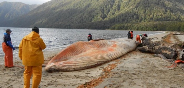 Varamiento de ballenas en la Patagonia | Alejandra Ramírez
