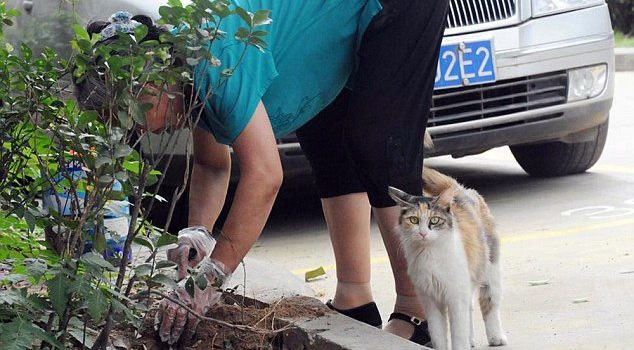 Las desgarradoras fotos de una gata tratando de reanimar a sus cachorros asesinados