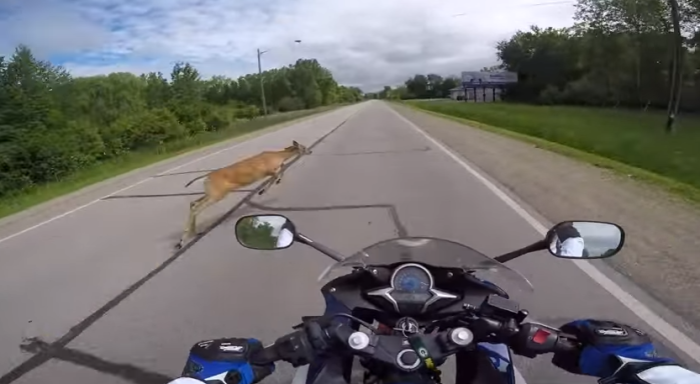 Motoquero capturó peligroso momento en el que atropelló un ciervo: Salió ileso