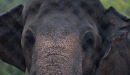 Niña de 7 años muere tras recibir impacto de una roca lanzada por elefante en zoológico
