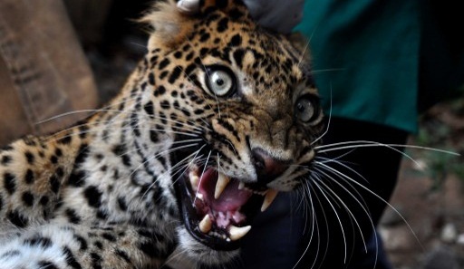 Video capta violento ataque de leopardo salvaje en aldea de India