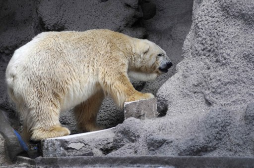 Andrés Larrovere | AFP