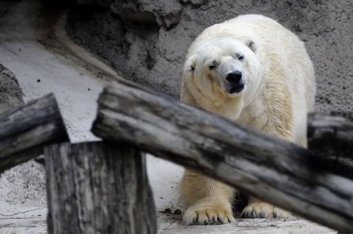 Pesar en Mendoza por muerte del oso Arturo: el animal 