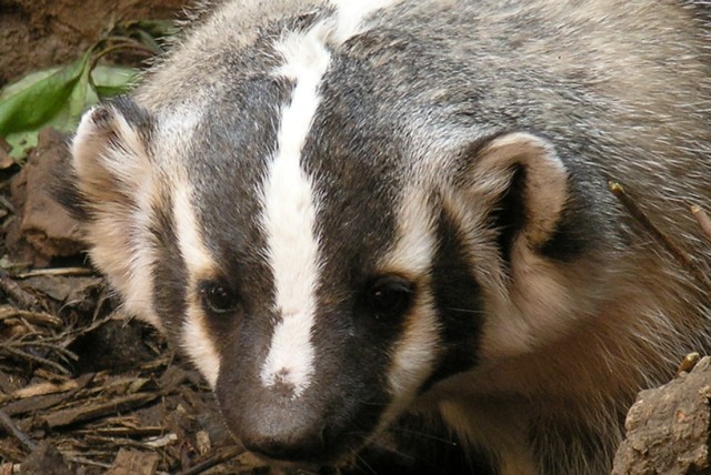 Ed Bierman (CC) | Flickr