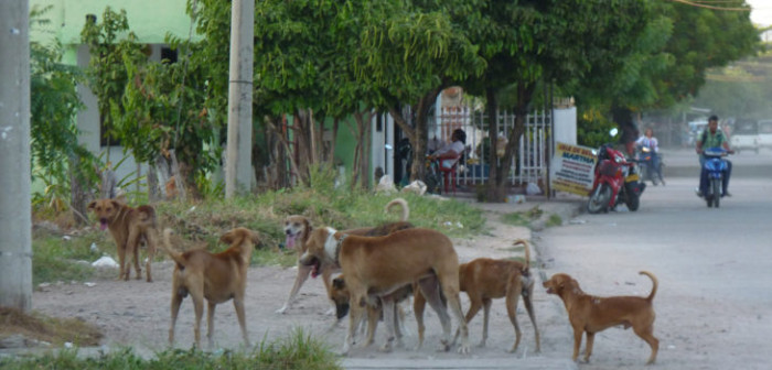Cuatro heridos tras ataque de jauría de perros callejeros en Calama