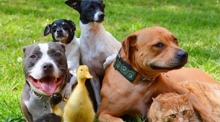 Inseparables: La hermosa historia de la pareja que rescató a 4 perros, 2 patos y 1 gato