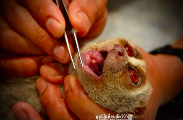 Wildlife Friends Foundation