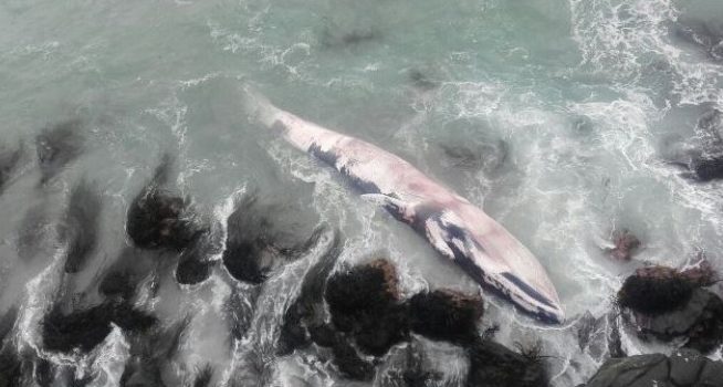 Coquimbo: video registra a ballena que varó en Punta de Choros