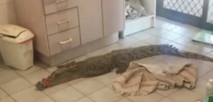 La peor broma: Desconocidos dejaron a un cocodrilo en el baño de una joven de 16 años