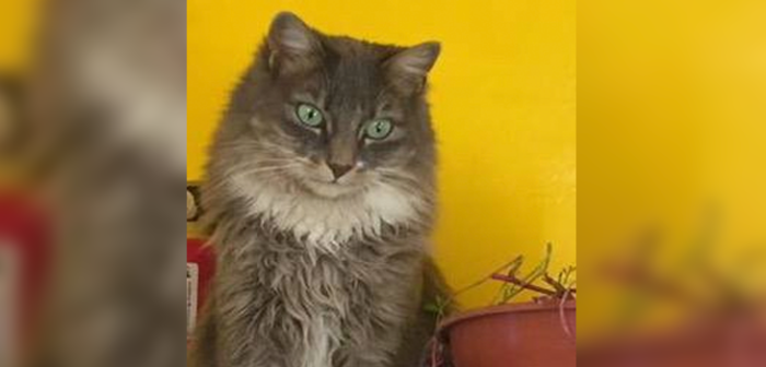 Muere gatita que intentó defender a cuidador en asalto frustrado a veterinaria en Calama