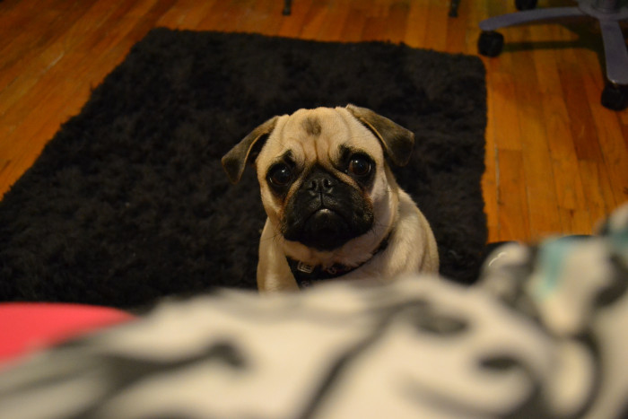 El enternecedor momento en que marido sorprendió a su mujer con cachorro que soñaba tener