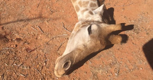 Aryanna Gourdin: la niña que mata animales por diversión y promete que siempre lo hará