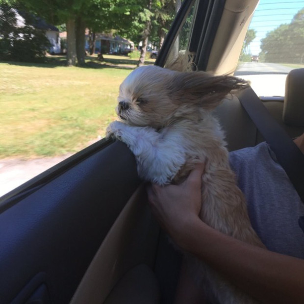 Josh Pitruzzella | Twitter