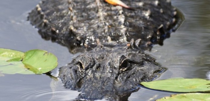 Revelan detalles sobre muerte de niño atrapado por un caimán en hotel de Disney en EEUU
