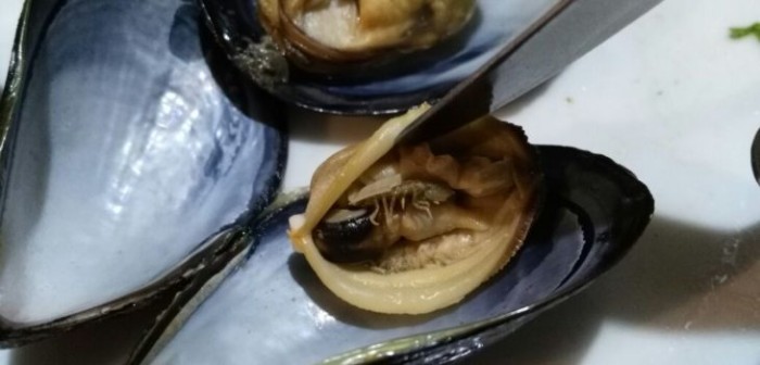 Repugnante sorpresa: familia compró mariscos y venían llenos de larvas y pulgas marinas