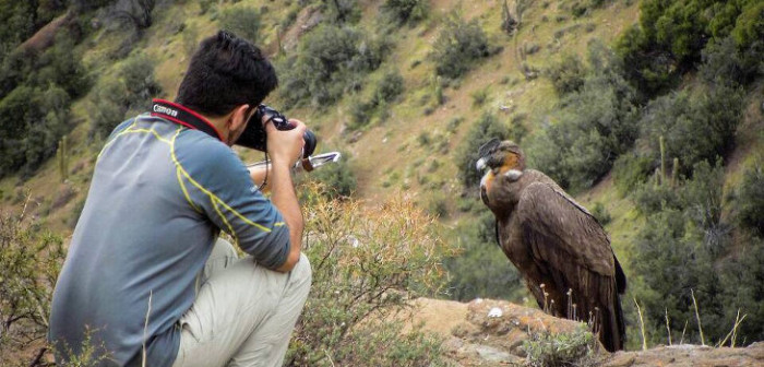 Fotógrafo logra majestuosa imagen tras acercarse a sólo pasos de un cóndor en Los Andes