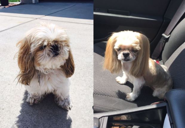 El antes y después de Mimi | Josh Pitruzzella - Twitter