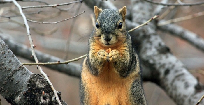 Ardilla en problemas: adorable animal quedó atrapado en un vaso, tuvieron que rescatarlo