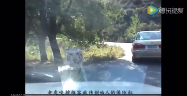 Un tigre vuelve atacar en mismo parque zoológico donde una mujer murió en China