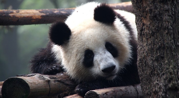 Motívate con este panda atlético y absolutamente tierno: hace abdominales