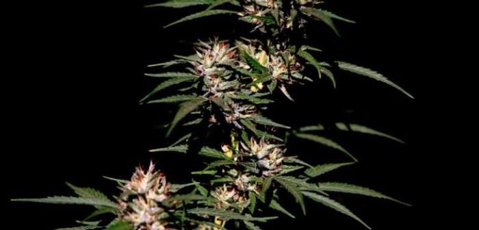Planta de marihuana | Maribel Fornerod | Agencia UNO