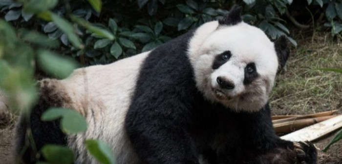 Muere Jia Jia: la osita panda gigante más longeva en cautiverio