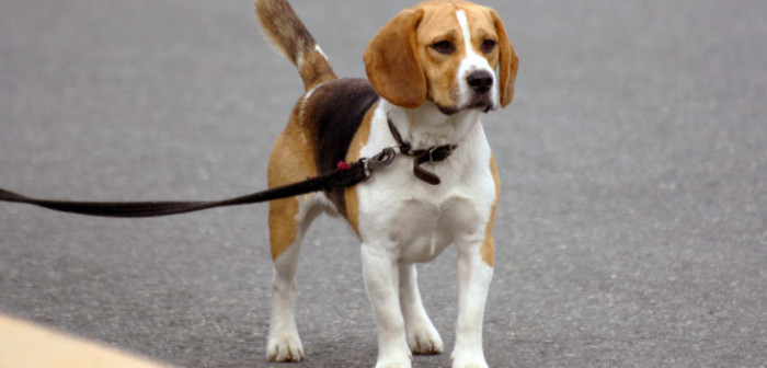Perrito en local de votación dificulta votación de su dueño