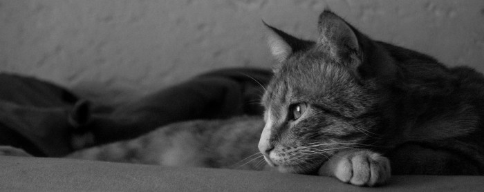 Concurso buscará al gato más hermoso de Chile