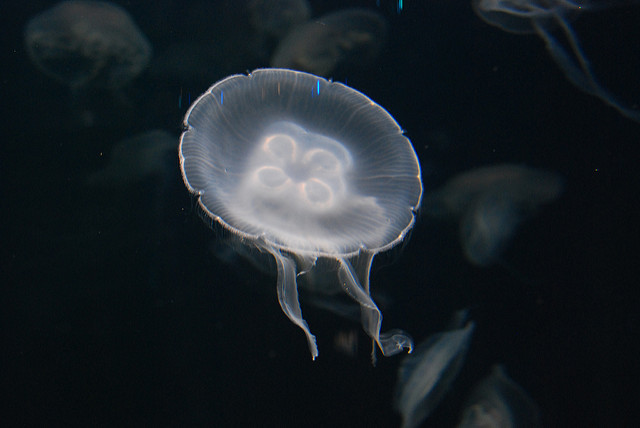 Medusas causan pánico en maratón acuático: dejan más de 60 heridos