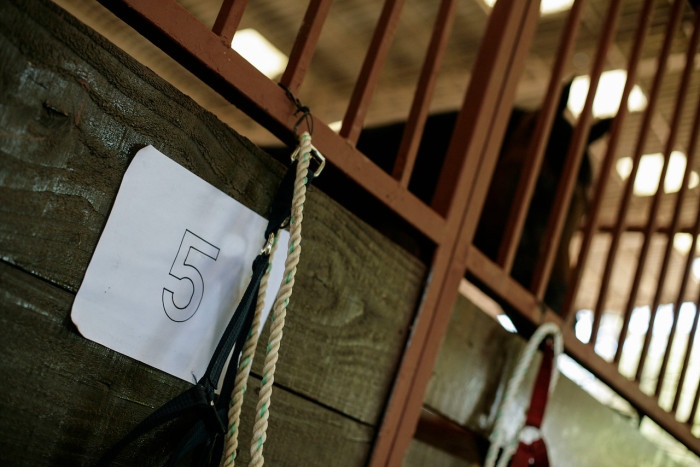 PDI encuentra a caballo moribundo al interior del hipódromo de Arica