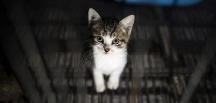 Defensora de animales acusada en España por 