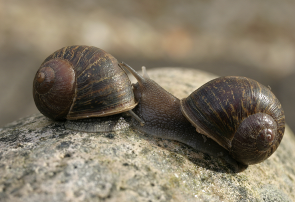 El caracol Jeremy (derecha) | Universidad de Nottingham