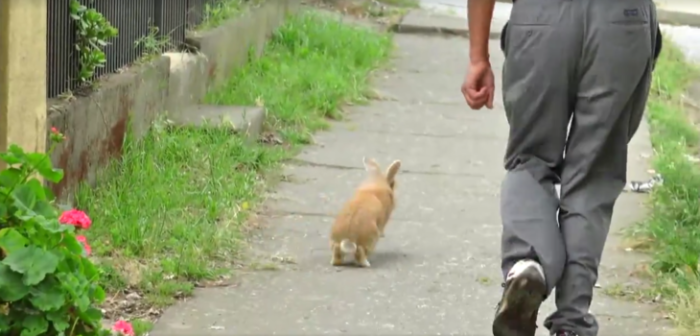 Conejo travieso | BioBioTV